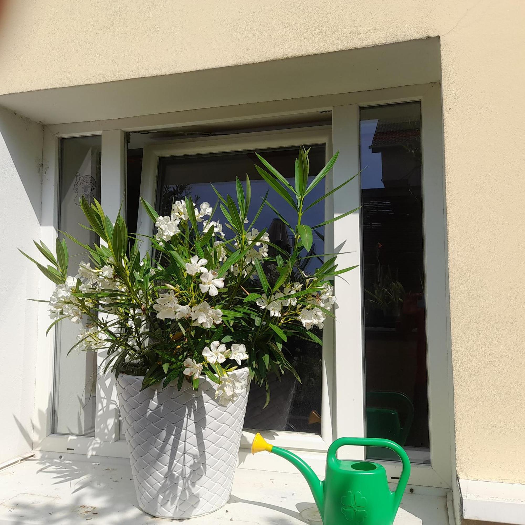 Privat 2 Na Sihoti Apartment Trencin Exterior photo